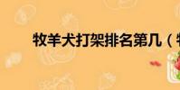 牧羊犬打架排名第幾(牧羊犬打架)
