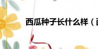 西瓜種子長什么樣(西瓜種子)