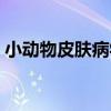 小動物皮膚病學（關于小動物皮膚病學簡介）