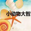 小動物大智慧（關于小動物大智慧簡介）