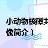 小動物核磁共振成像（關于小動物核磁共振成像簡介）
