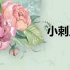 小刺叉（關于小刺叉簡介）
