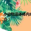 小動物活體體內成像系統（關于小動物活體體內成像系統簡介）