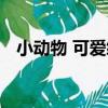 小動物 可愛繡（關于小動物 可愛繡簡介）