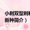 小刺雙型刺粒孢 新種（關于小刺雙型刺粒孢 新種簡介）
