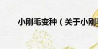 小剛毛變種(關于小剛毛變種簡介)
