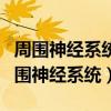 周圍神經系統由軀體神經系統和什么構成（周圍神經系統）