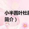 小半圓葉杜鵑 亞種（關于小半圓葉杜鵑 亞種簡介）