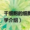 干細胞的細胞生物學（關于干細胞的細胞生物學介紹）