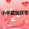 小半夏加茯苓湯（關于小半夏加茯苓湯簡介）