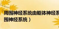 周圍神經系統由軀體神經系統和什么構成(周圍神經系統)