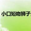 小口短吻獅子魚（關于小口短吻獅子魚簡介）