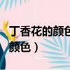 丁香花的顏色形狀氣味方面的特征（丁香花的顏色）