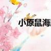 小原鼠海豚（關于小原鼠海豚簡介）