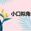 小口擬角蟾（關于小口擬角蟾簡介）