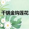 干鍋金鉤蓮花白（關于干鍋金鉤蓮花白介紹）