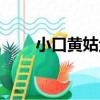 小口黃姑魚（關于小口黃姑魚簡介）