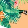 干鳶尾（關于干鳶尾介紹）