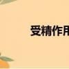 受精作用發生基因重組嗎（組嗎）