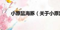小原鼠海豚(關于小原鼠海豚簡介)