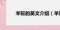 羊駝的英文介紹(羊駝的英文)