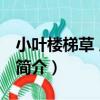 小葉樓梯草 原變種（關于小葉樓梯草 原變種簡介）
