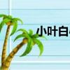 小葉白心（關于小葉白心簡介）