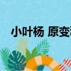 小葉楊 原變種（關于小葉楊 原變種簡介）