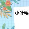 小葉毛蕨（關于小葉毛蕨簡介）