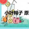 小葉栒子 原變種（關于小葉栒子 原變種簡介）