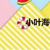 小葉海桐（關于小葉海桐簡介）