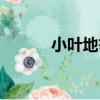 小葉地筍（關于小葉地筍簡介）
