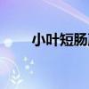 小葉短腸蕨（關于小葉短腸蕨簡介）