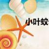 小葉蚊母（關于小葉蚊母簡介）