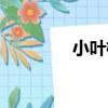 小葉櫸（關于小葉櫸簡介）