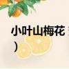 小葉山梅花 變種（關于小葉山梅花 變種簡介）