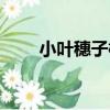 小葉穗子榆（關于小葉穗子榆簡介）