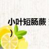 小葉短腸蕨 變種（關于小葉短腸蕨 變種簡介）