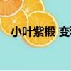 小葉紫椴 變種（關于小葉紫椴 變種簡介）