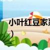 小葉紅豆家系11（關于小葉紅豆家系11簡介）