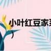 小葉紅豆家系12（關于小葉紅豆家系12簡介）