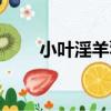 小葉淫羊藿（關于小葉淫羊藿簡介）