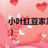 小葉紅豆家系39（關于小葉紅豆家系39簡介）