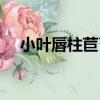 小葉唇柱苣苔（關于小葉唇柱苣苔簡介）