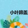 小葉蹄蓋蕨（關于小葉蹄蓋蕨簡介）