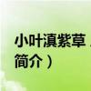 小葉滇紫草 原變種（關于小葉滇紫草 原變種簡介）