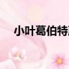 小葉葛伯特蕨（關于小葉葛伯特蕨簡介）