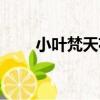 小葉梵天花（關于小葉梵天花簡介）