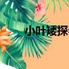 小葉矮探春（關于小葉矮探春簡介）
