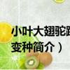 小葉大翅駝蹄瓣 變種（關于小葉大翅駝蹄瓣 變種簡介）